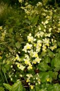 Epimedium versicolor 'Suphureum'